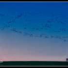 Zugvögel - Herbst an der Nordsee