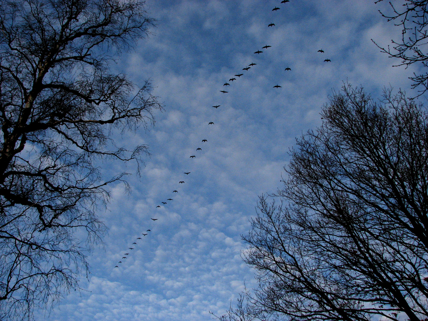 Zugvögel – ich kann am Flugbild nicht erkennen ...