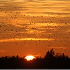 Zugvögel im Abendlicht