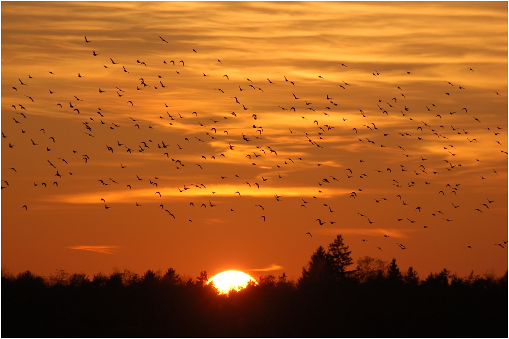 Zugvögel im Abendlicht