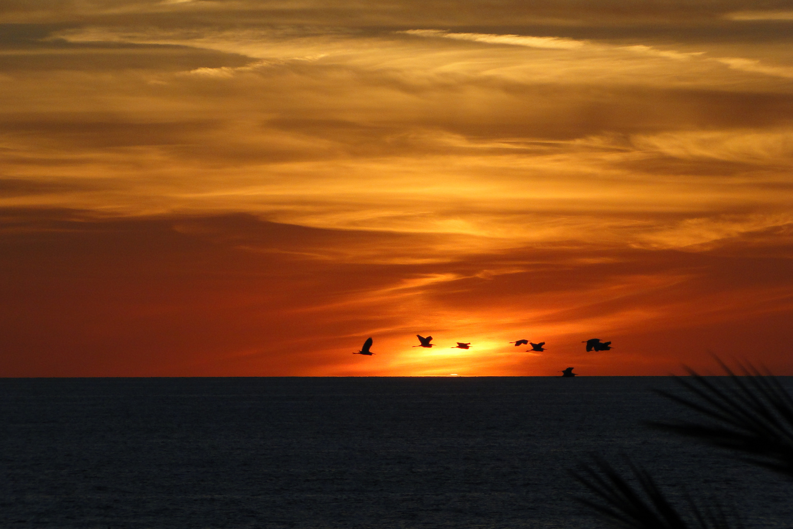 Zugvögel im Abendlicht