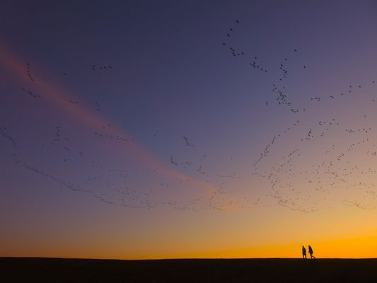 Zugvögel in der Marsch