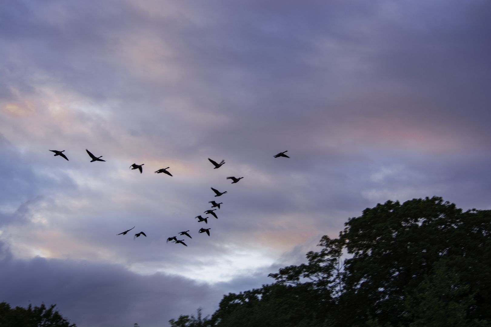 Zugvögel / Migratory Birds
