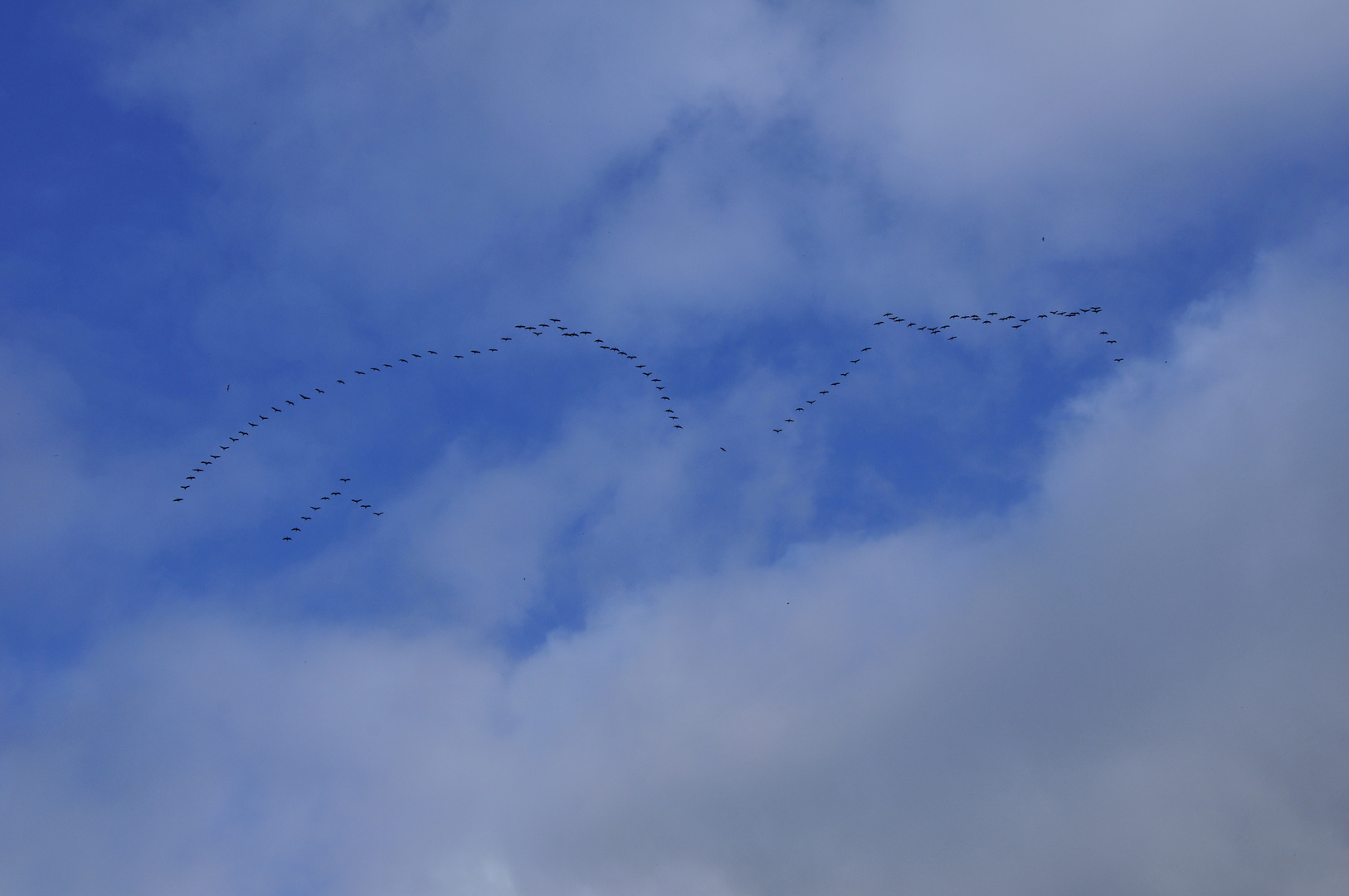 Zugvögel Richtung Süden