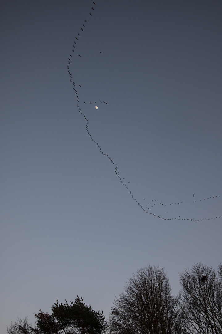 Zugvögel und der Mond