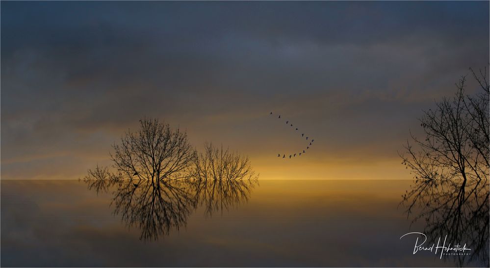 Zugvögel .... zum Sonnenaufgang