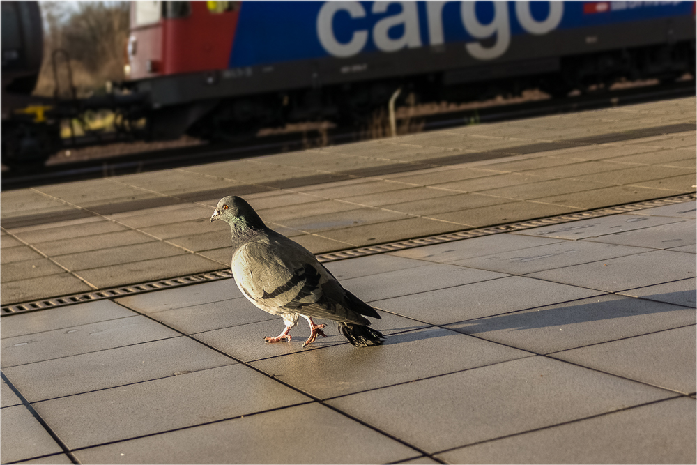 Zugvogel