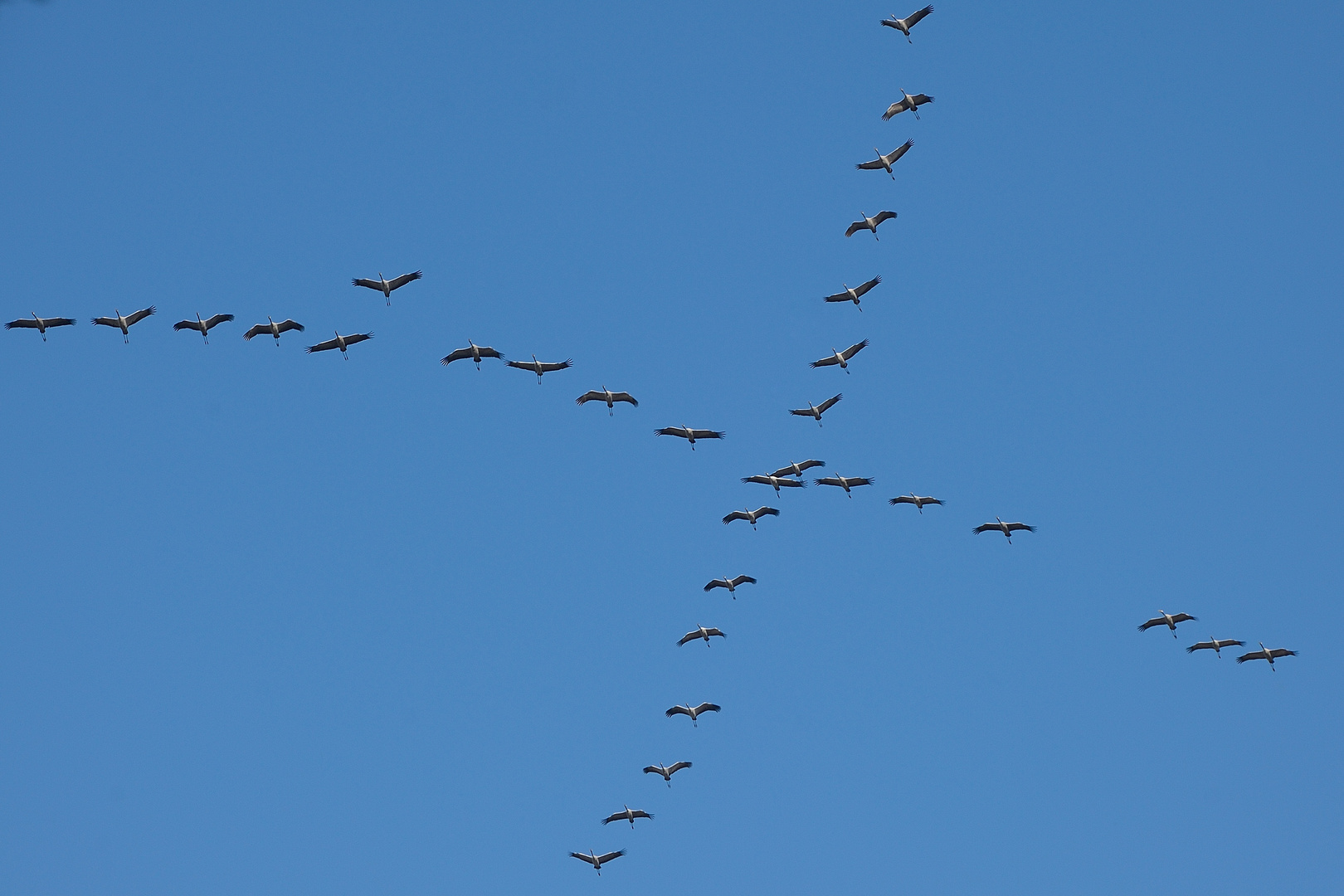 Zugvogel-Formationen: Das Kreuz