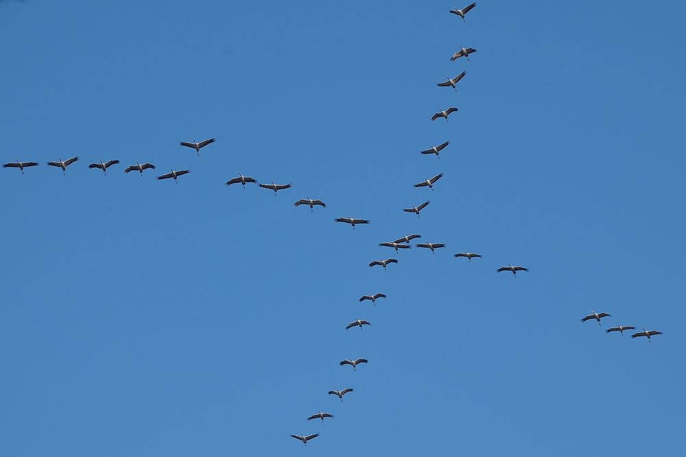 Zugvogel-Formationen: Das Kreuz