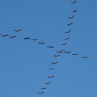 Zugvogel-Formationen: Das Kreuz