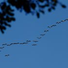 Zugvogel-Formationen: Die lange Reihe bzw. Windkante (so wie es die Rennradler auch machen)