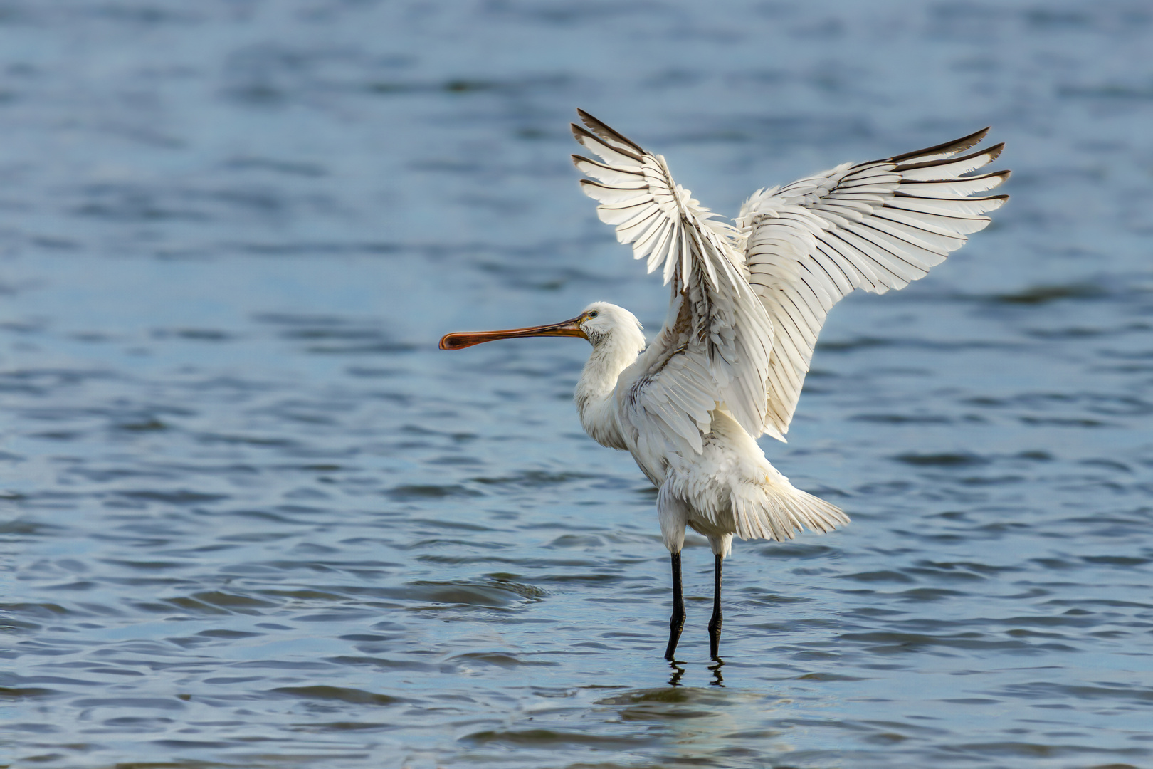 Zugvogel mit Verspätung 