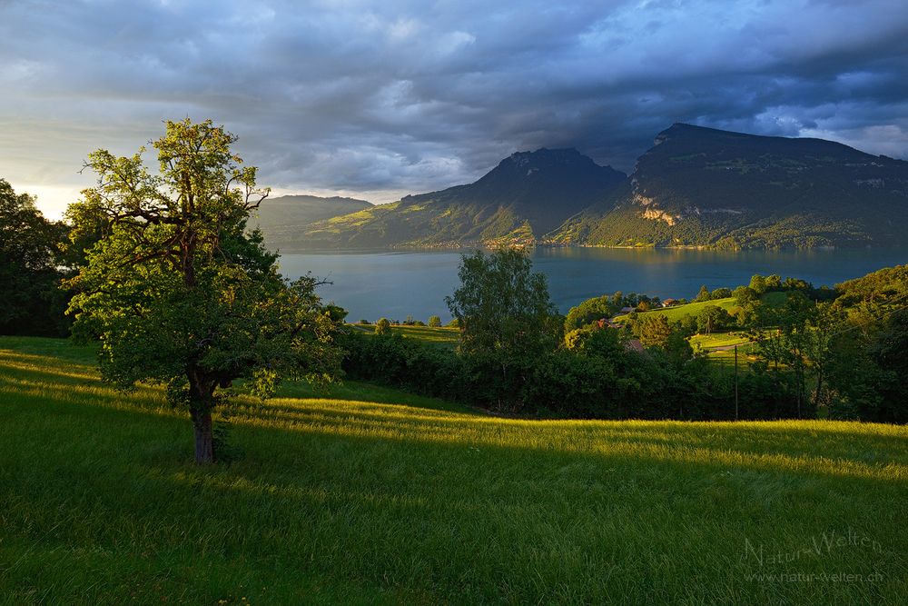 Zuhause am schönen Thunersee