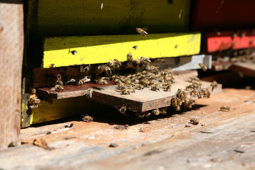 zuhause bei den Bienen