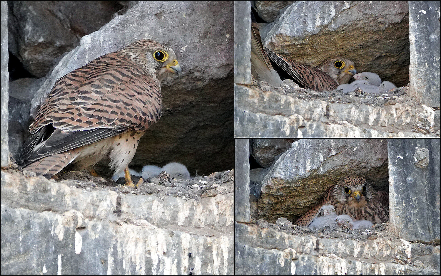 Zuhause bei Familie Turmfalke