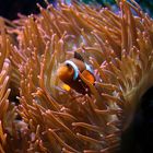 Zuhause bei Nemo