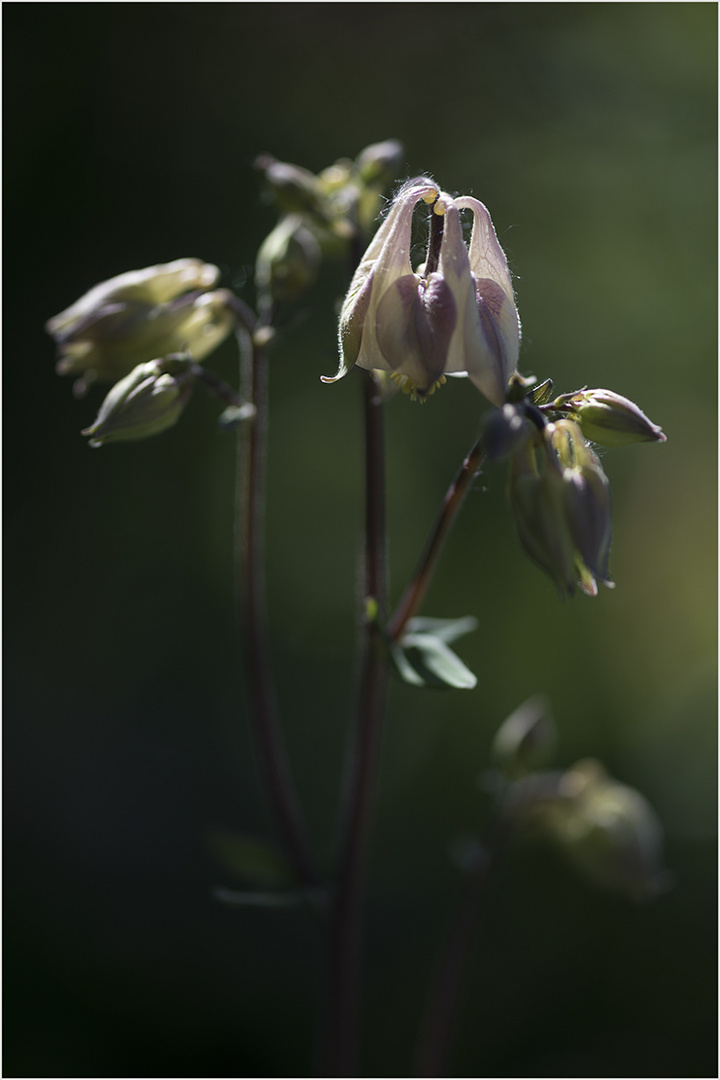 zuhause im elfengarten