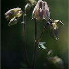 zuhause im elfengarten