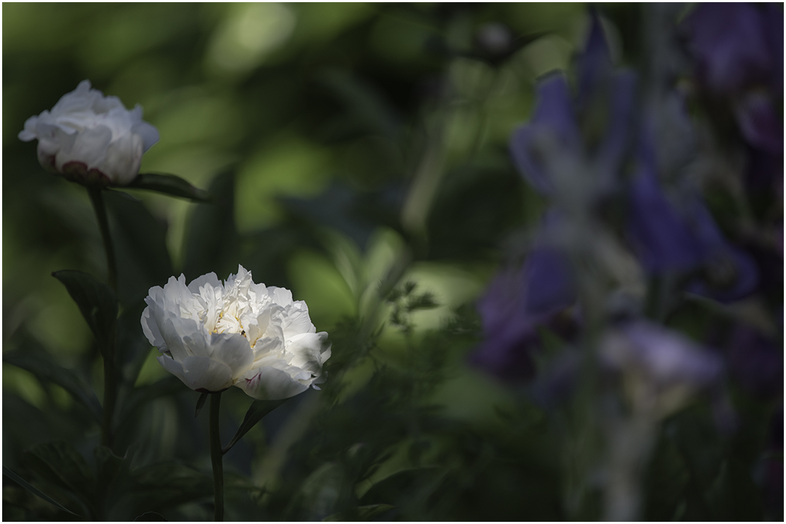 zuhause im garten