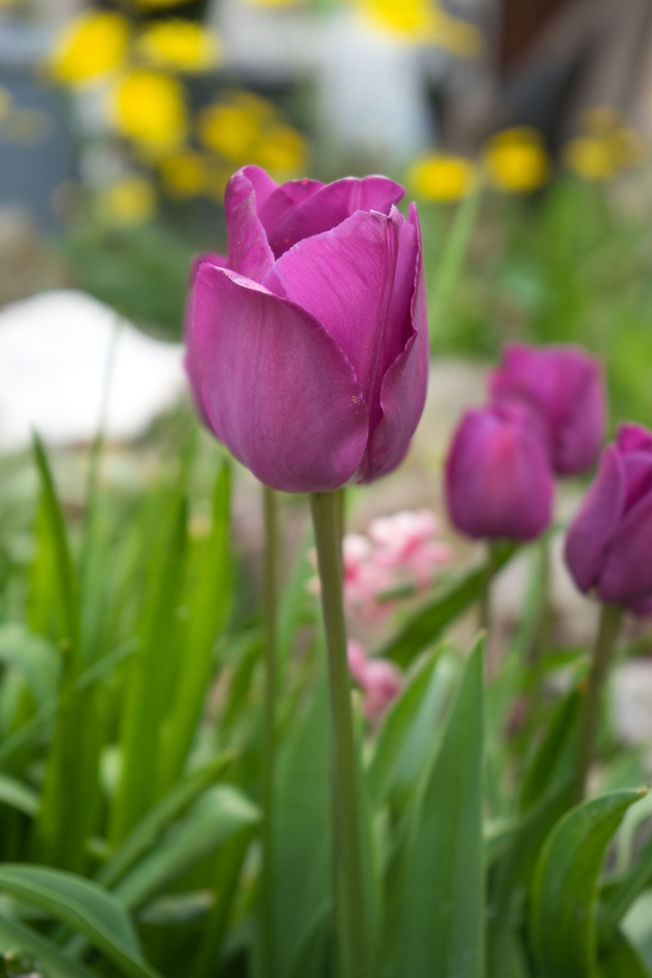 Zuhause im Garten