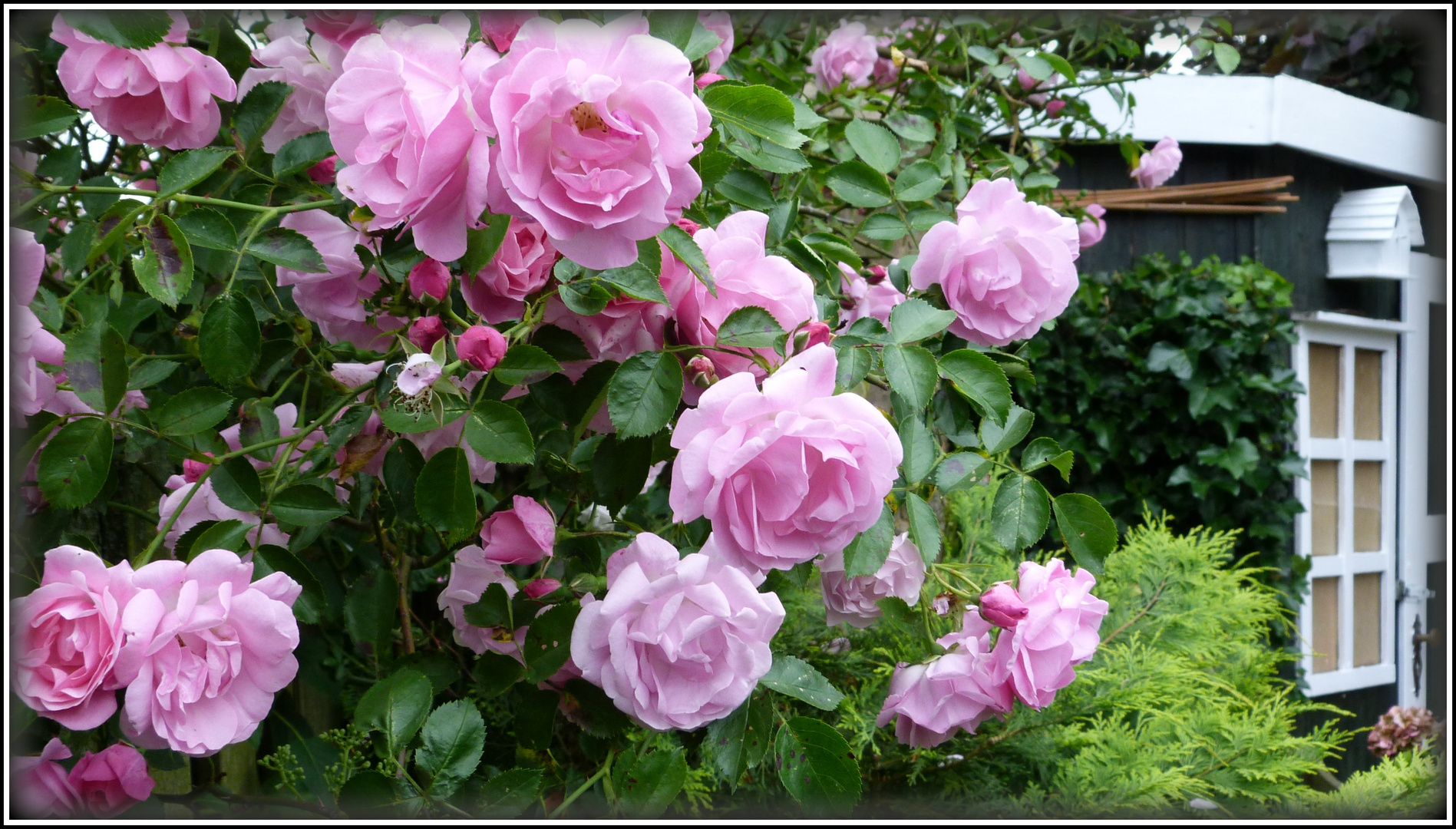 zuhause im Garten im JUNI