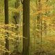 Zukünftiger fränkischer Nationalpark Steigerwald