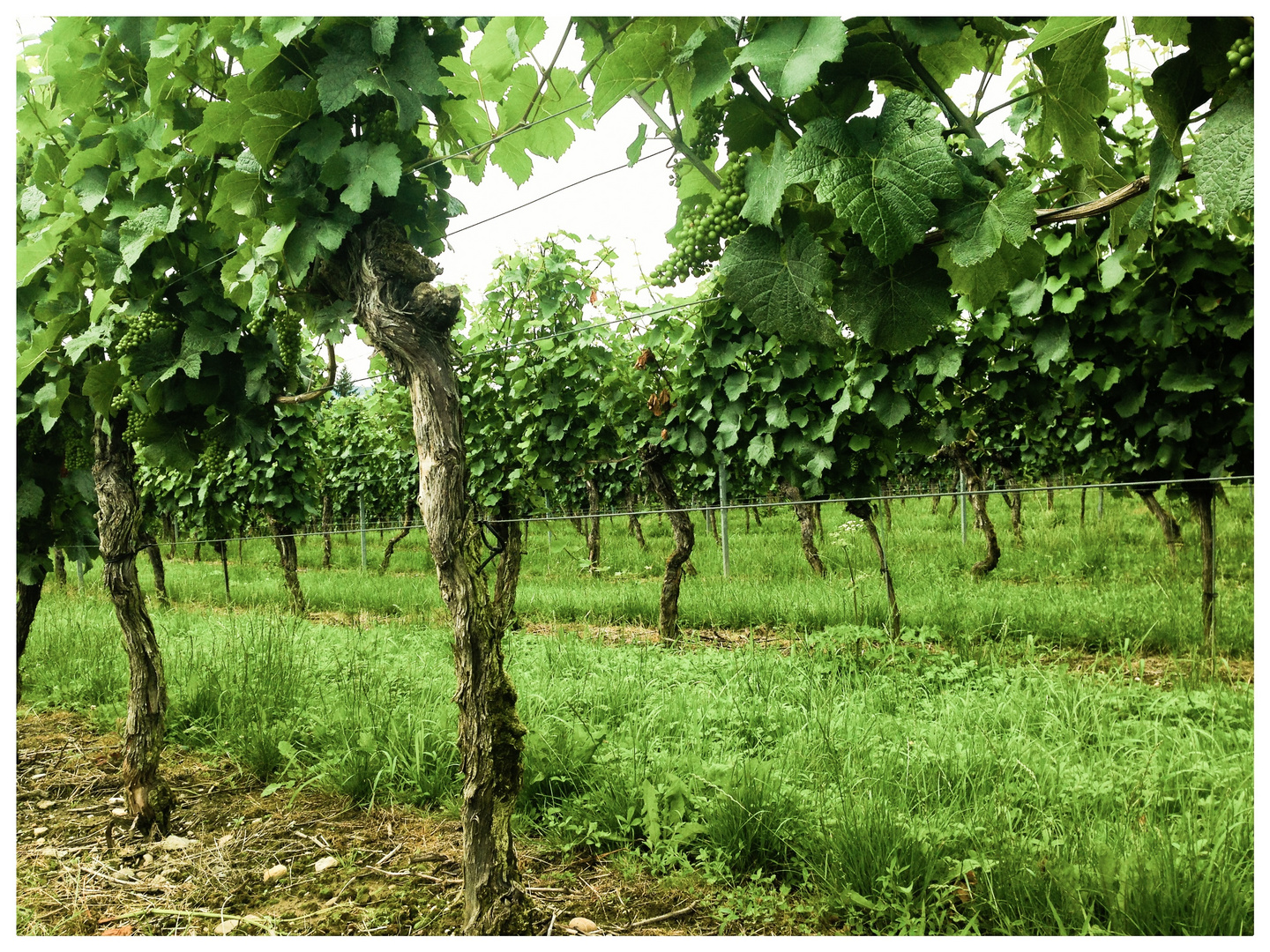 Zukünftiger Wein ..... Angebaut oberhalb des Bodensees bei Überlingen