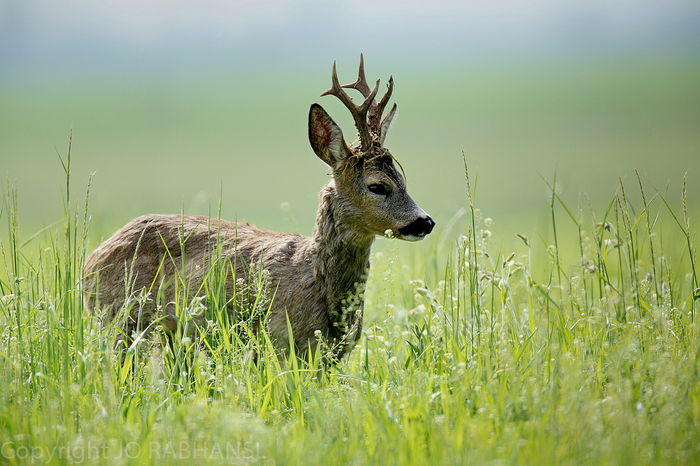 Zukunftsbock