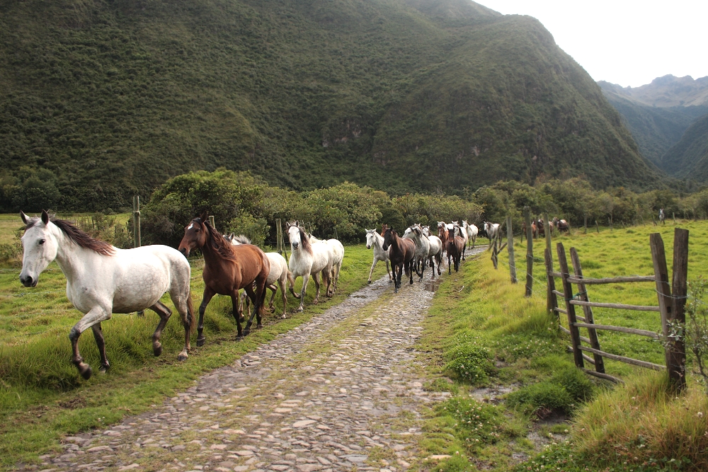 Zuleteños