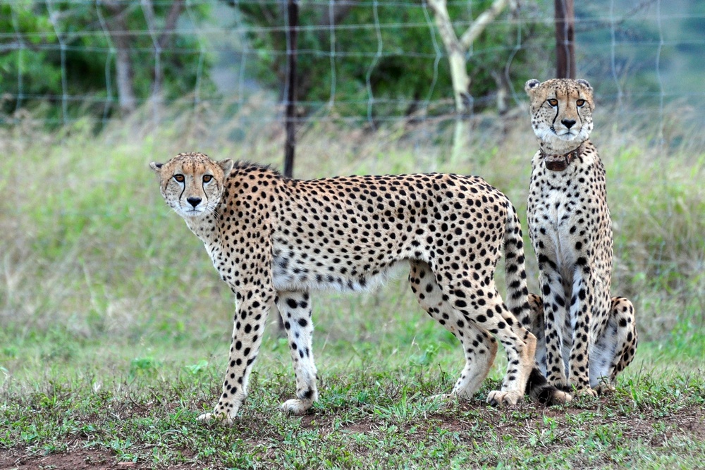 Zulu Nyala Lodge – Geparden