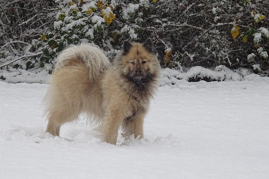 Zum 1. Advent Foto & Bild schnee, hunde, natur Bilder auf