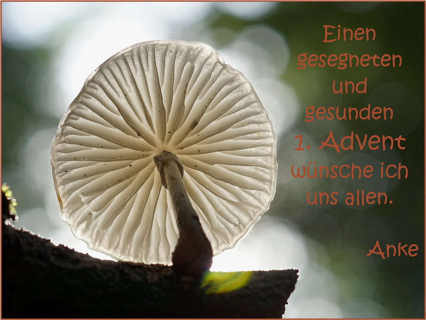 Zum 1. Advent