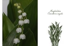 Zum 1. Mai....