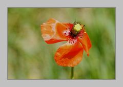 zum 1. Mai mal Mohn statt Nelke