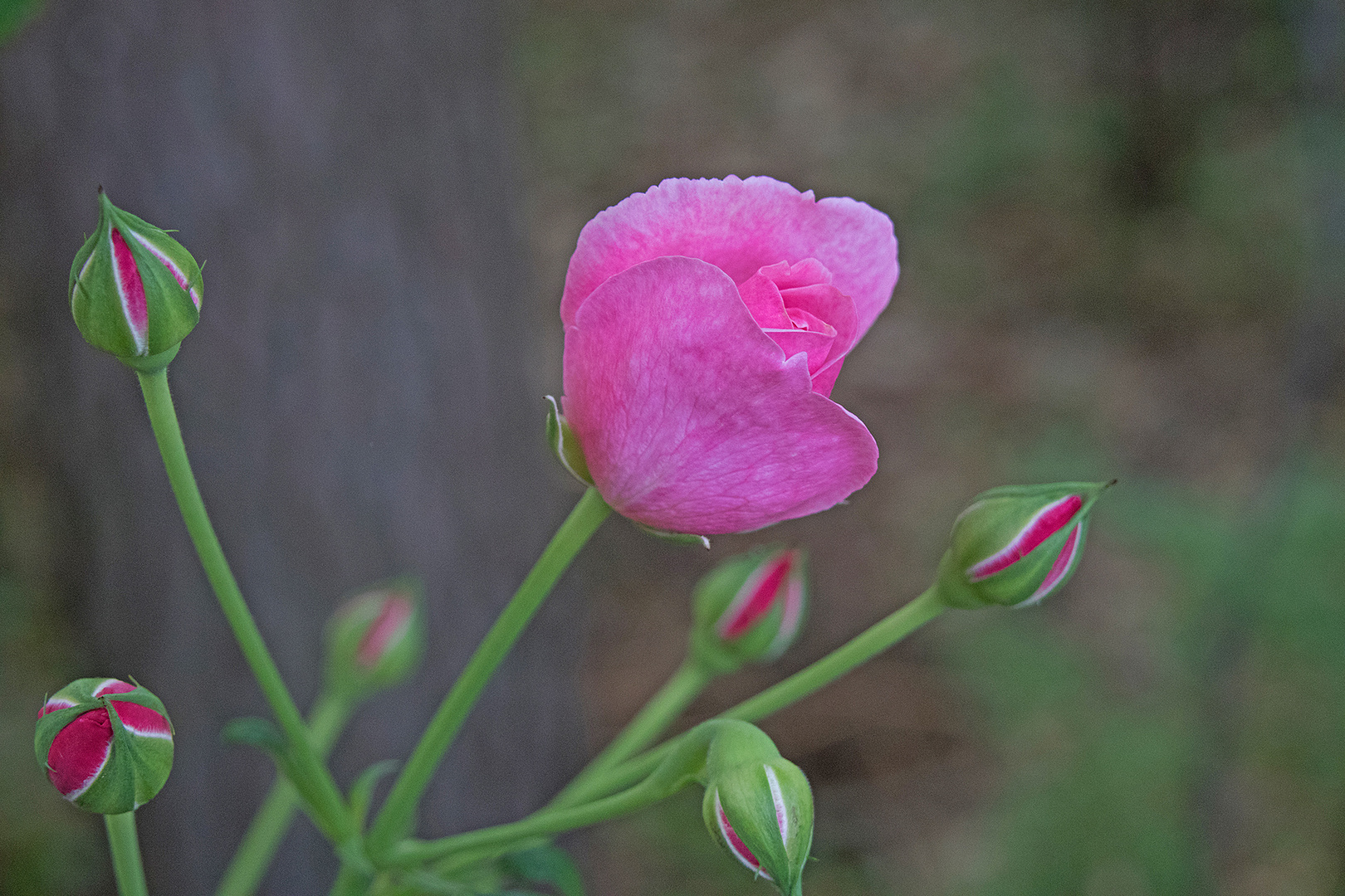 Zum 2-ten mal in diesem Jahr blüht der Rosenstrauch