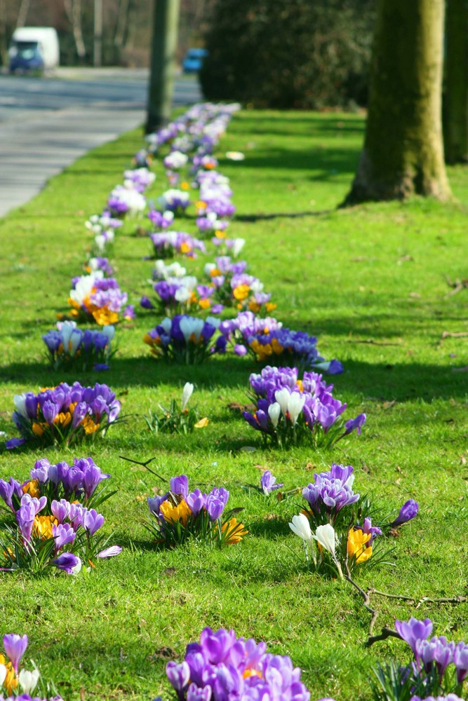 zum 20.03.09 Frühlingserwachen