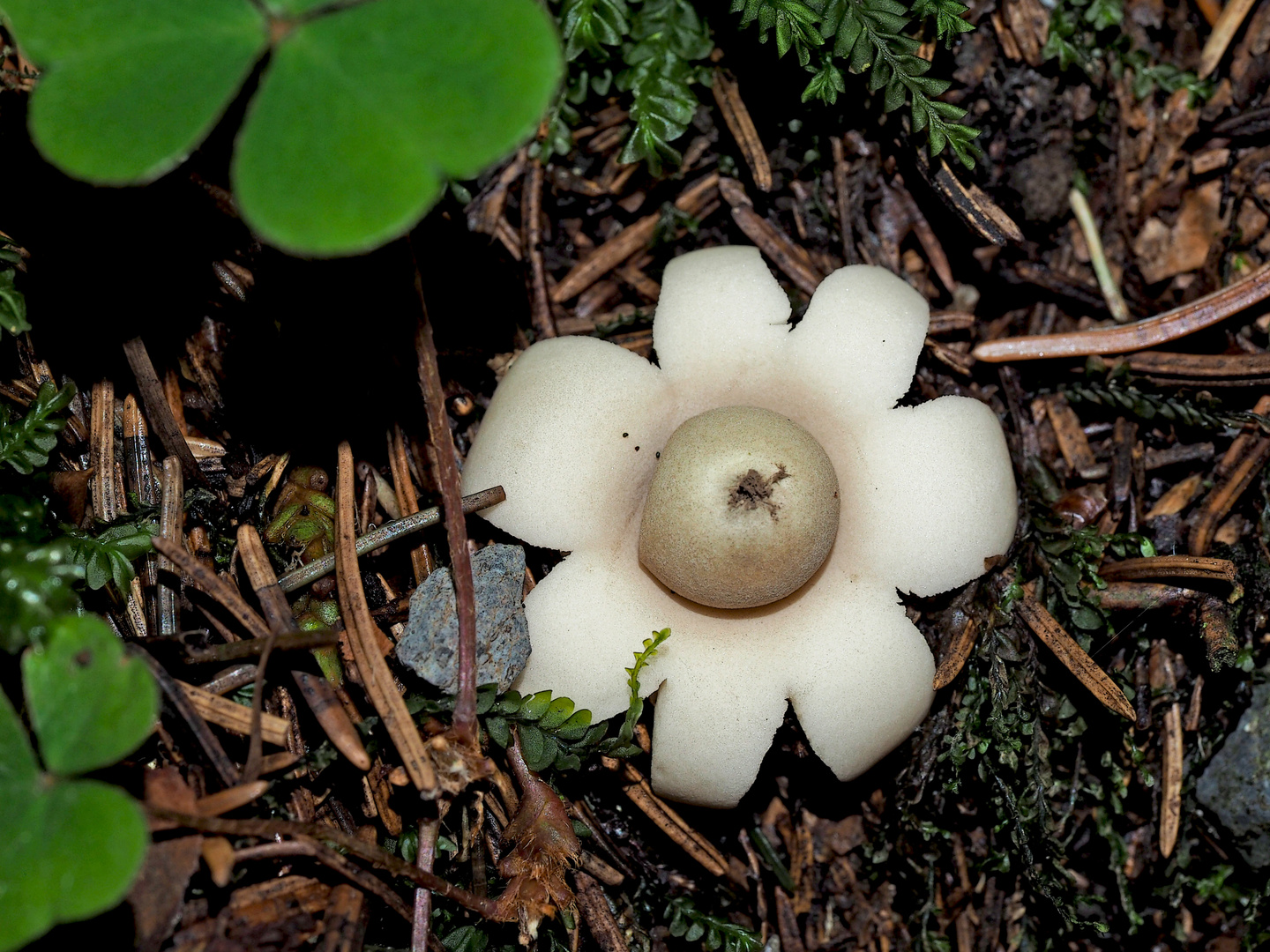 Zum 3. Advent ein Stern aus dem tiefen Wald ...