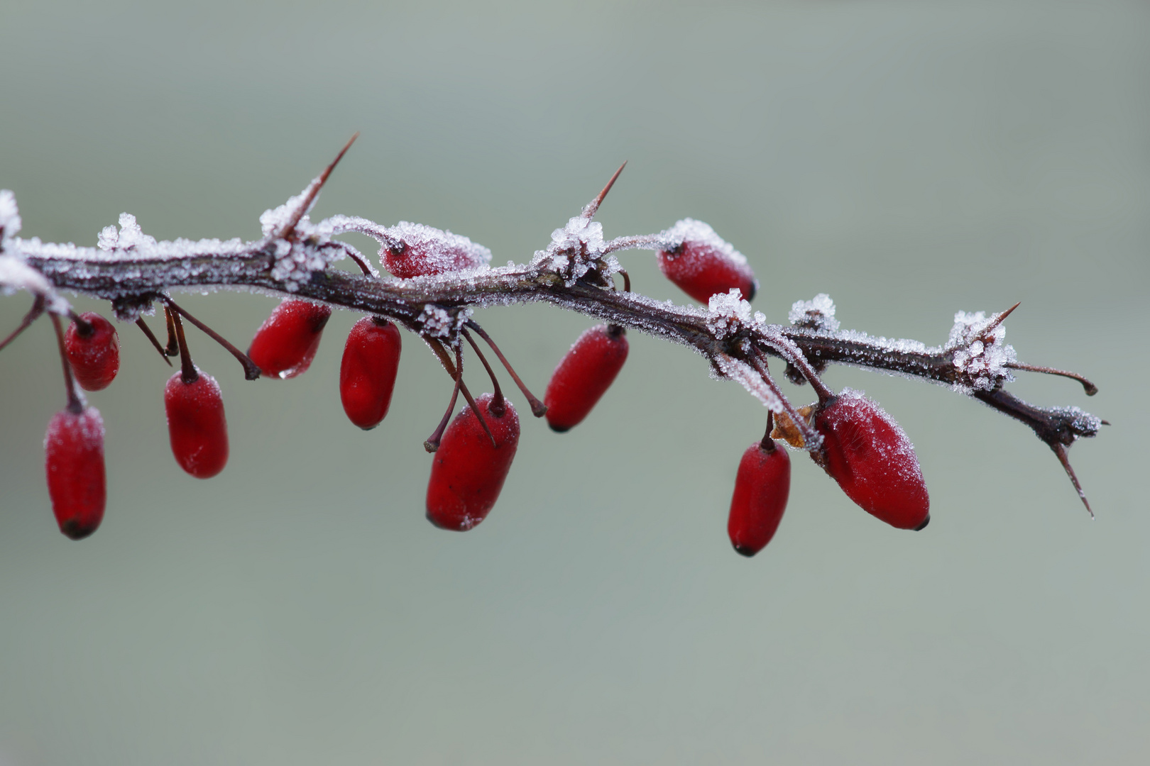 Zum 4. Advent