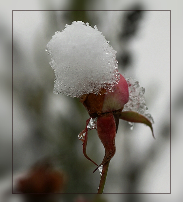 Zum 4. Advent - eine letzte Gartenrose