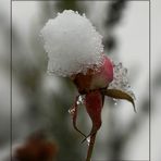 Zum 4. Advent - eine letzte Gartenrose