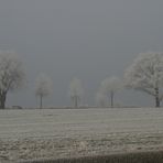 Zum 4. Advent vom Zeteler Esch