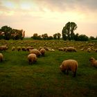 zum Abend...(Schäfchen zählen)