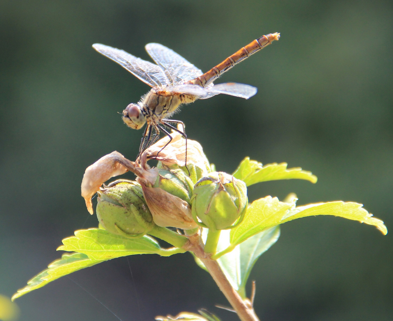 Zum Abflug bereit !