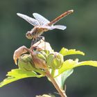 Zum Abflug bereit !