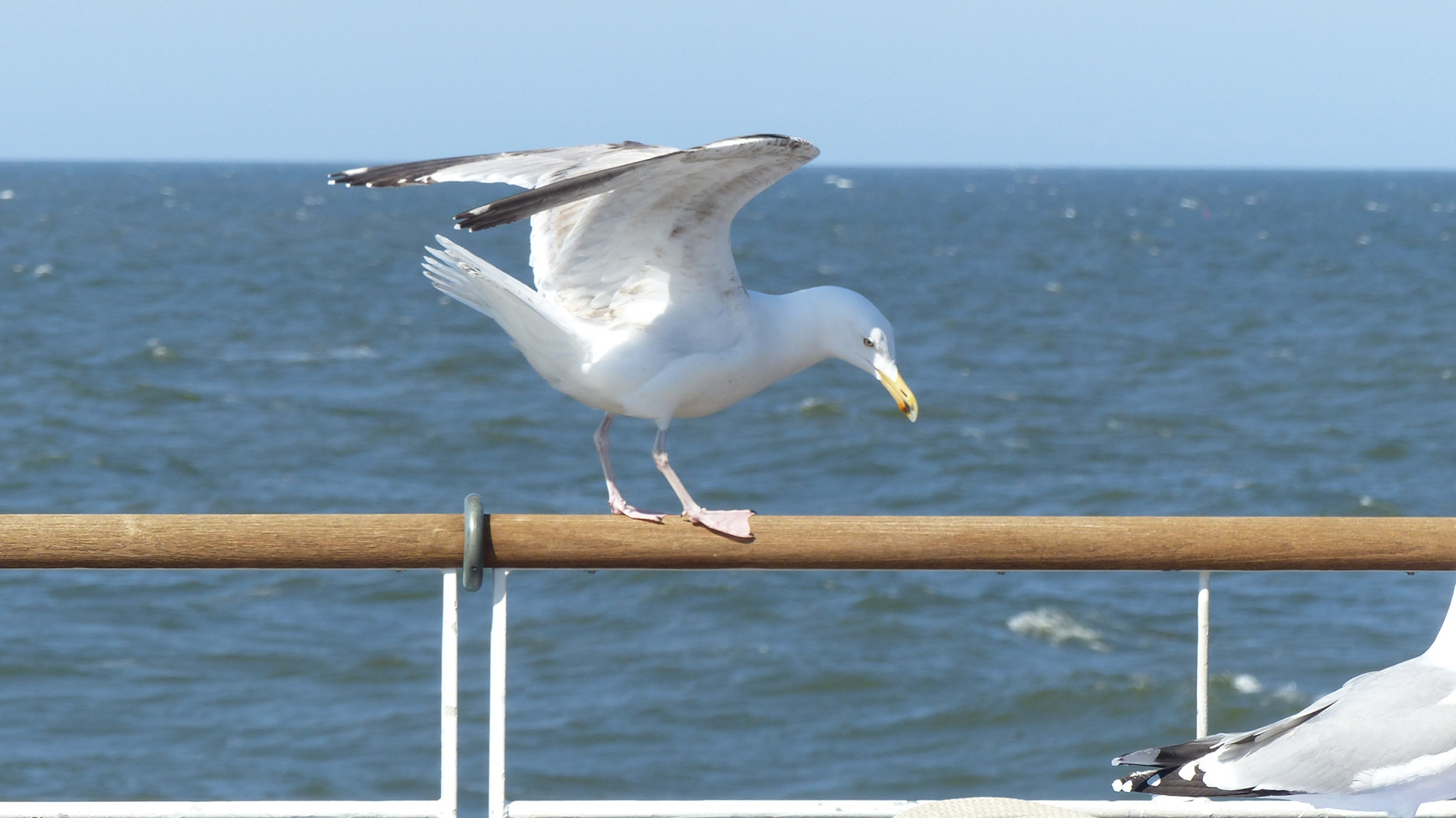 Zum Abflug bereit - Möwe macht sich aus dem Staub