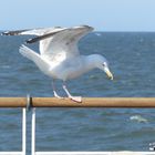 Zum Abflug bereit - Möwe macht sich aus dem Staub