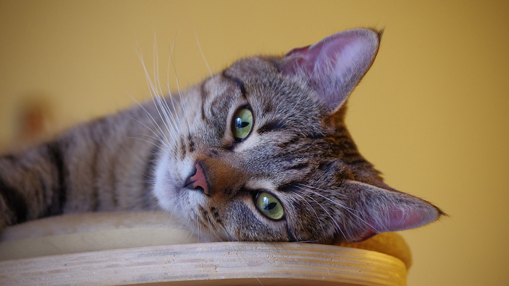 Zum Abschied Foto & Bild | tiere, haustiere, katzen Bilder auf