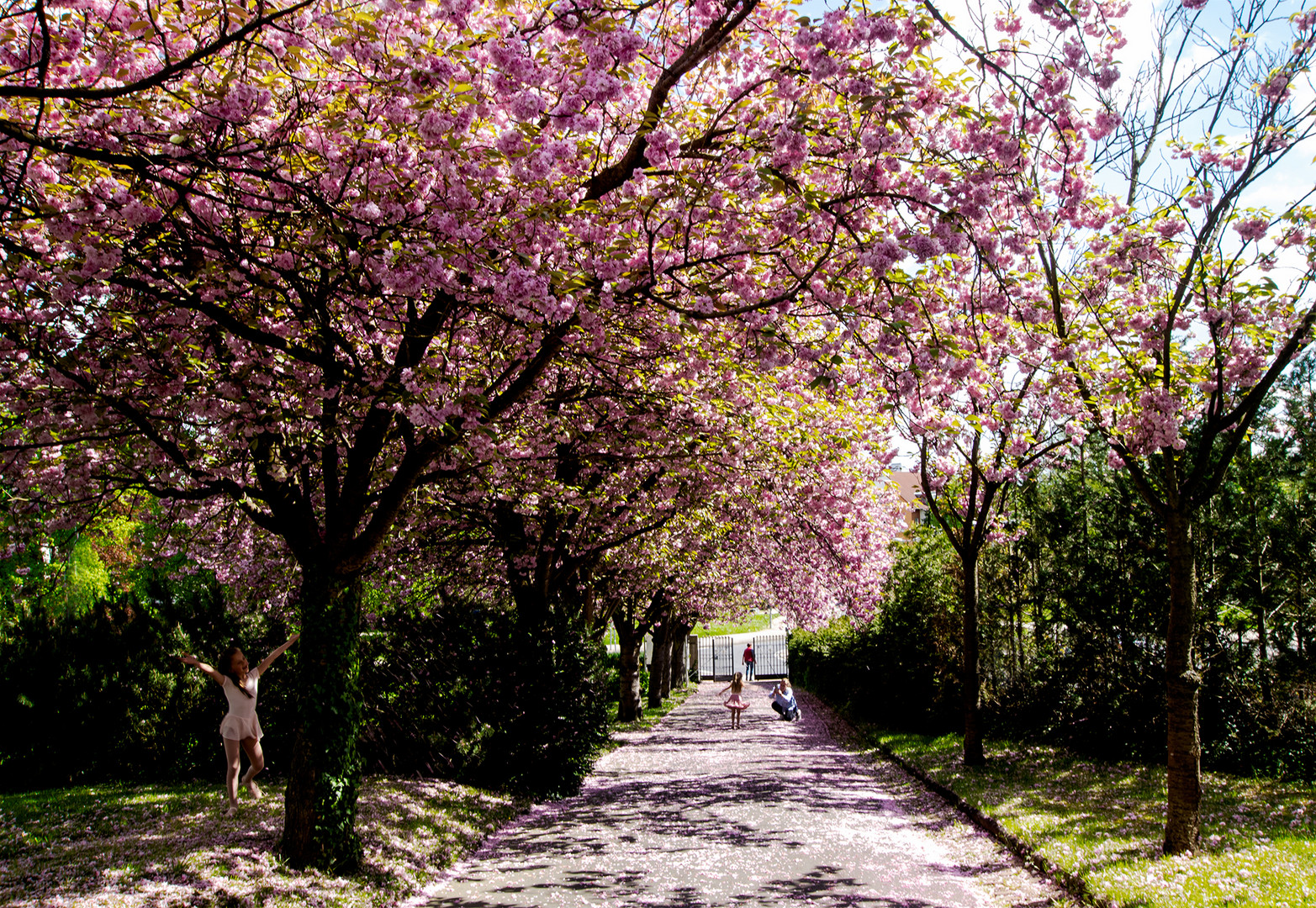 Zum Abschied der Kirschblüten