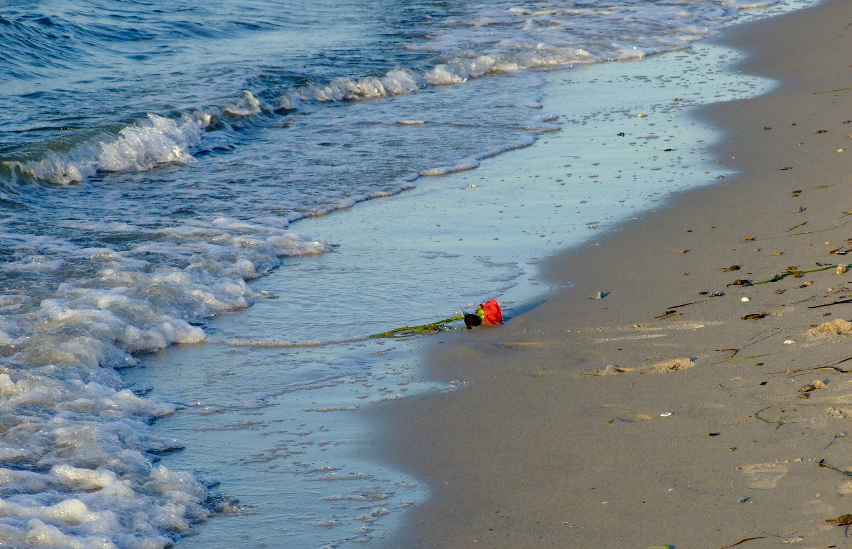 Zum Abschied eine Rose