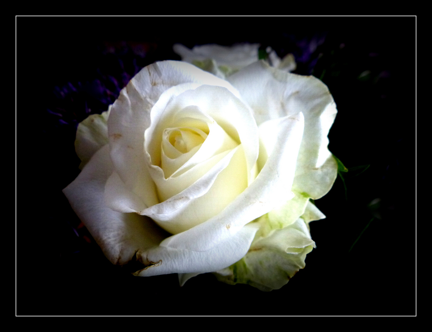 Zum Abschied eine weiße Rose